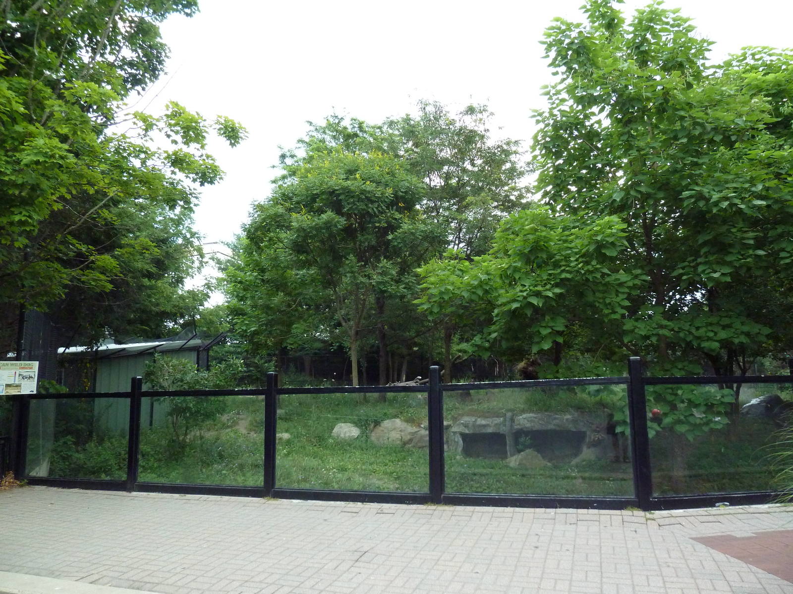 African Wild Dog Exhibit