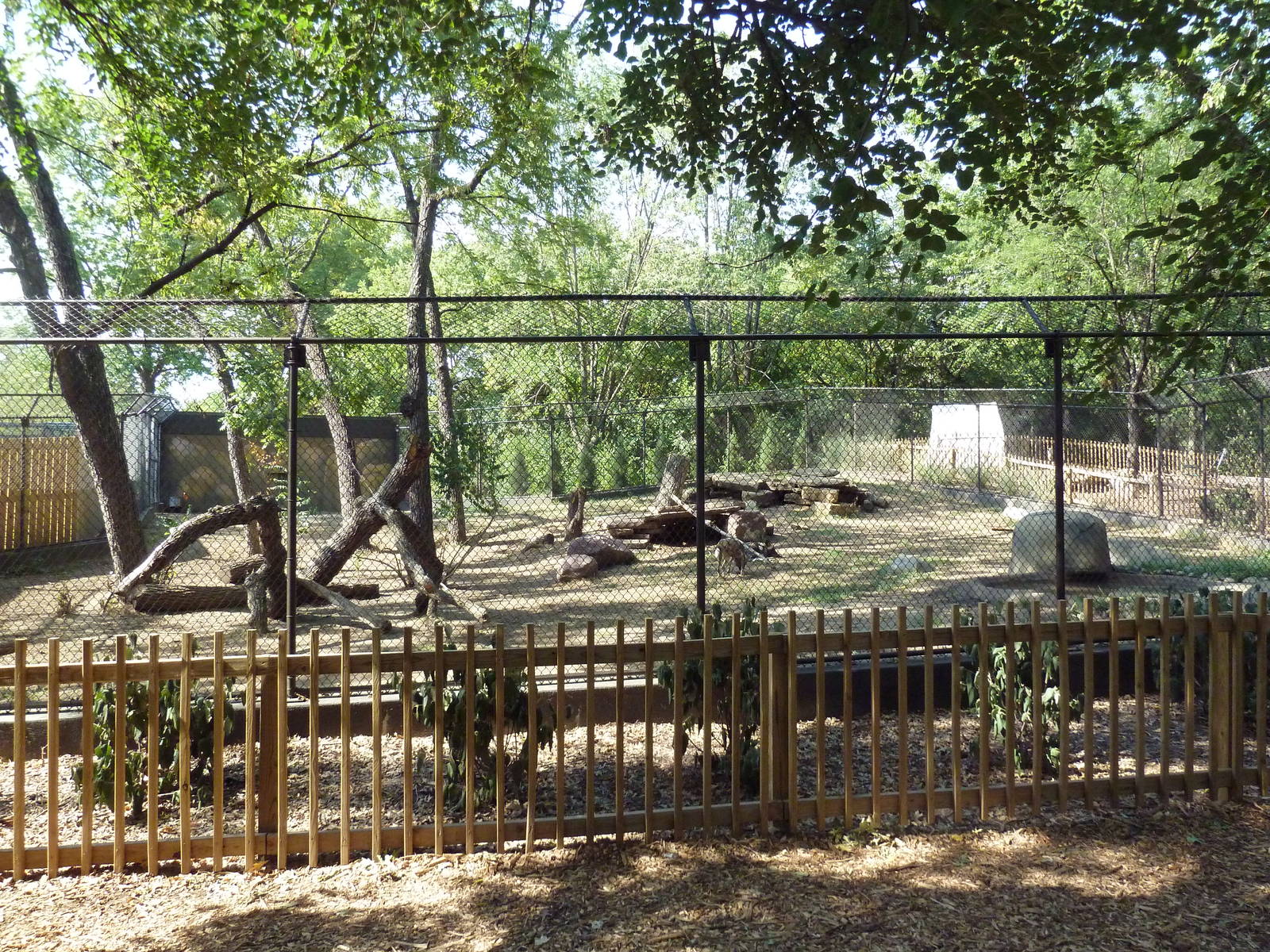 African Wild Dog Exhibit