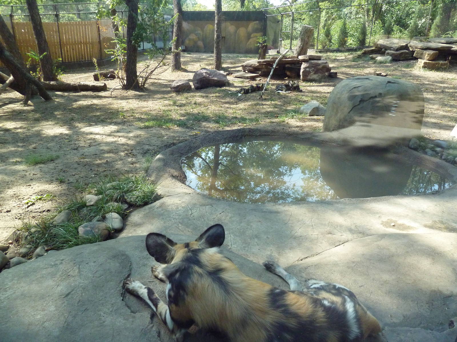 African Wild Dog Exhibit