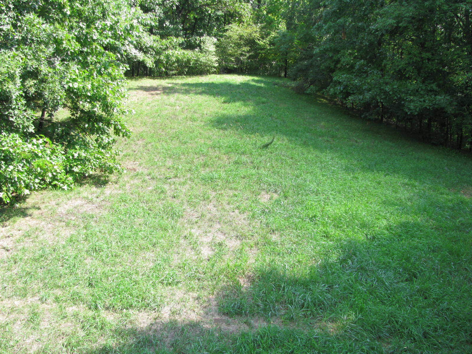 African Wild Dog Exhibit
