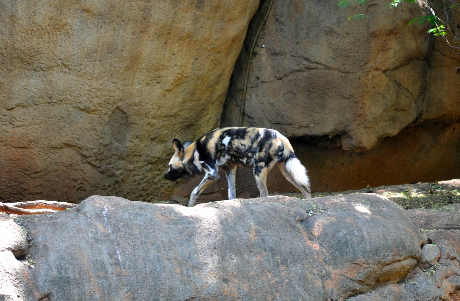 African Wild Dog Exhibit