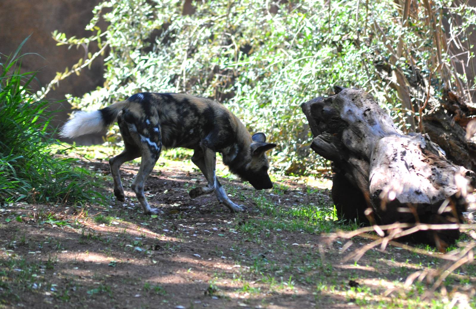 African Wild Dog Exhibit