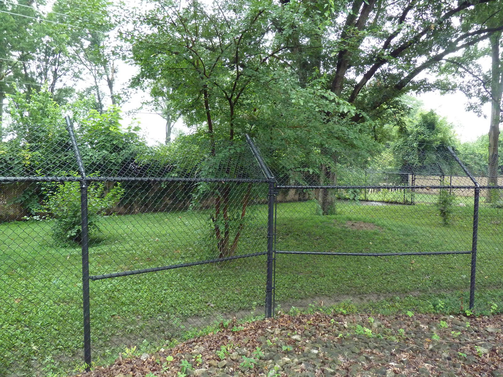 African Wild Dog Exhibit