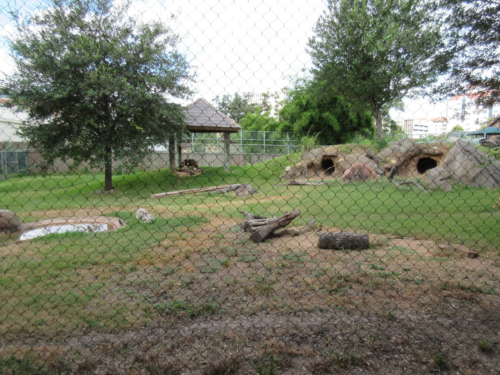 African Wild Dog Exhibit