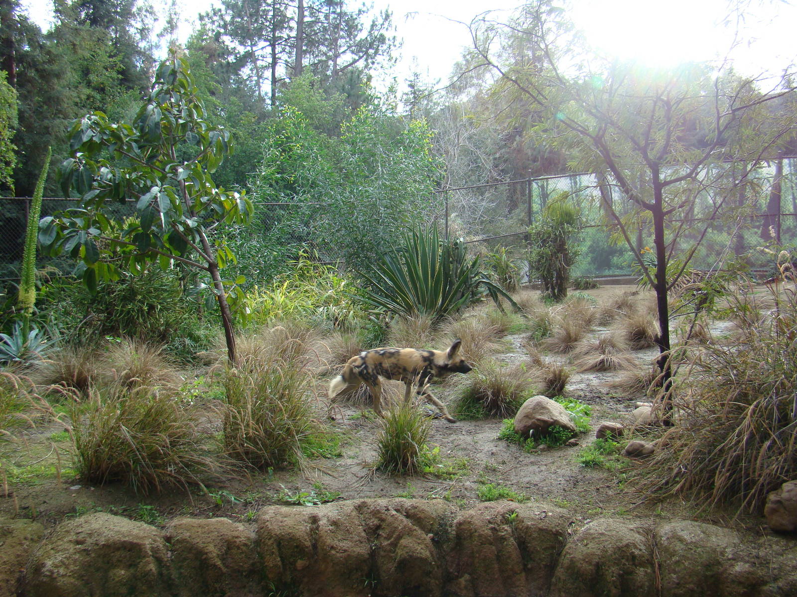 African Wild Dog exhibit