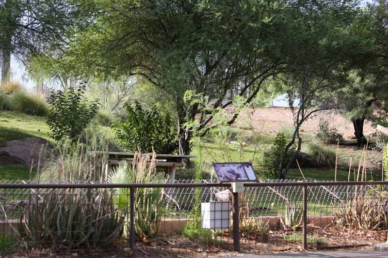 African wild dog exhibit