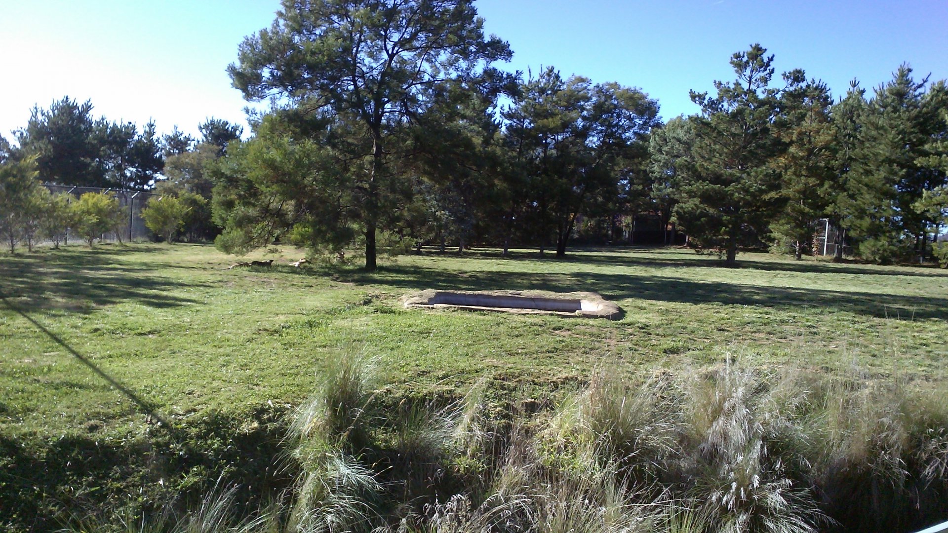African wild dog exhibit