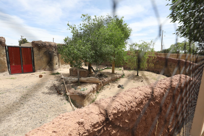 African wild dog exhibit