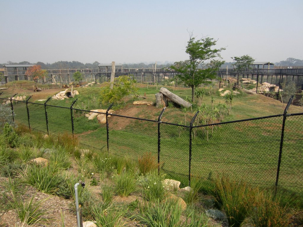 African Wild Dog exhibit