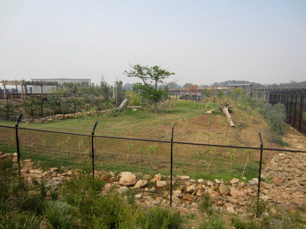 African Wild Dog exhibit