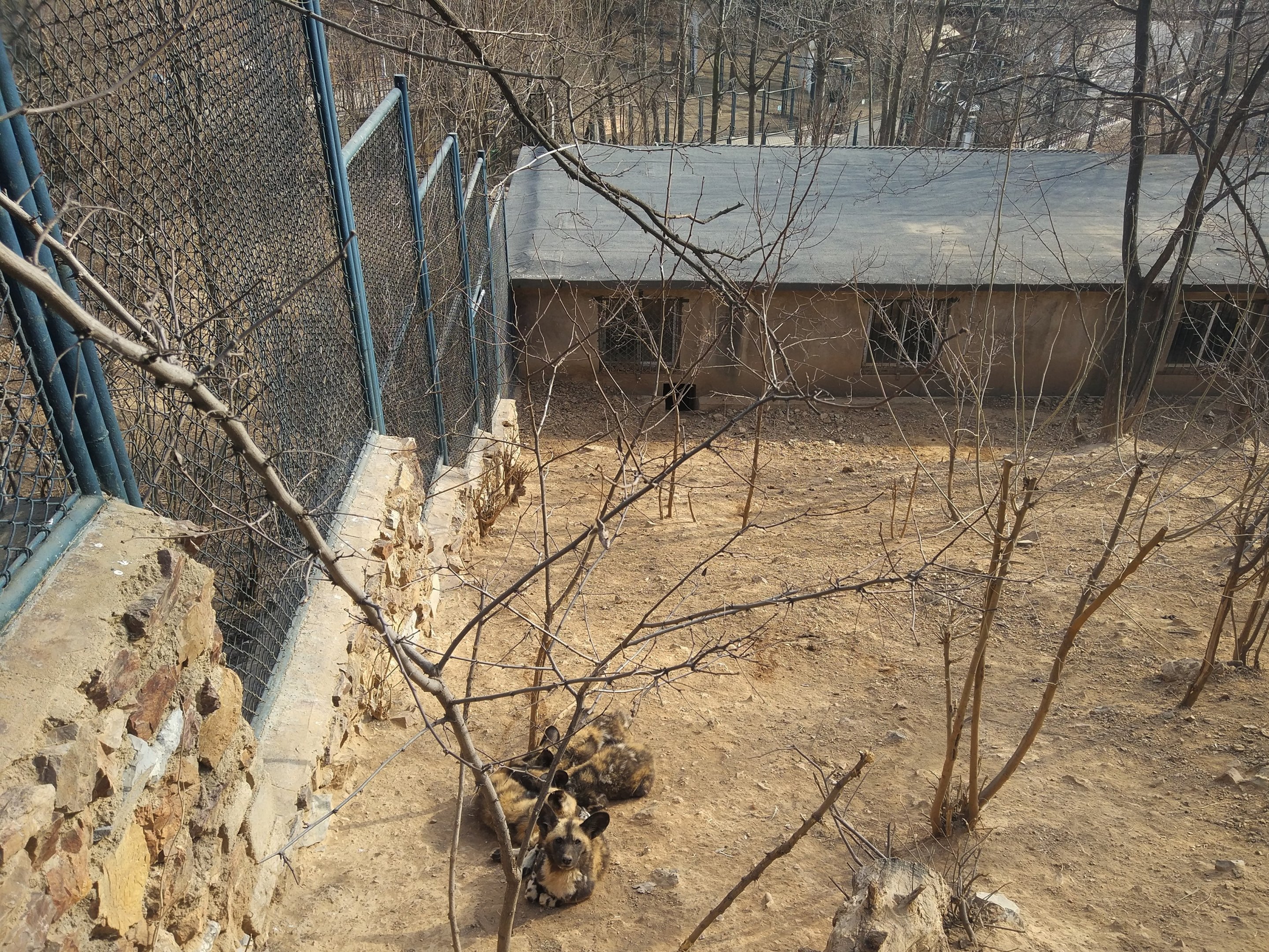 African Wild Dog Exhibit