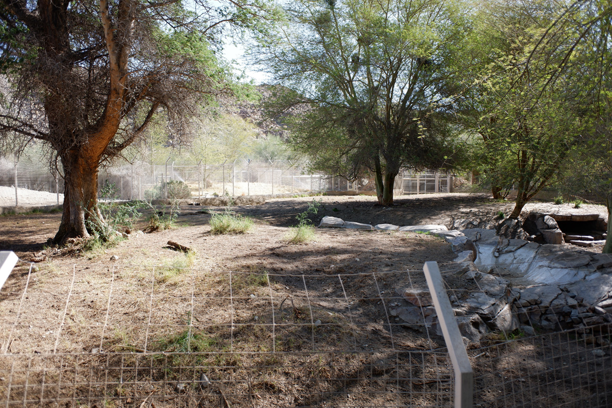 African wild dog exhibit