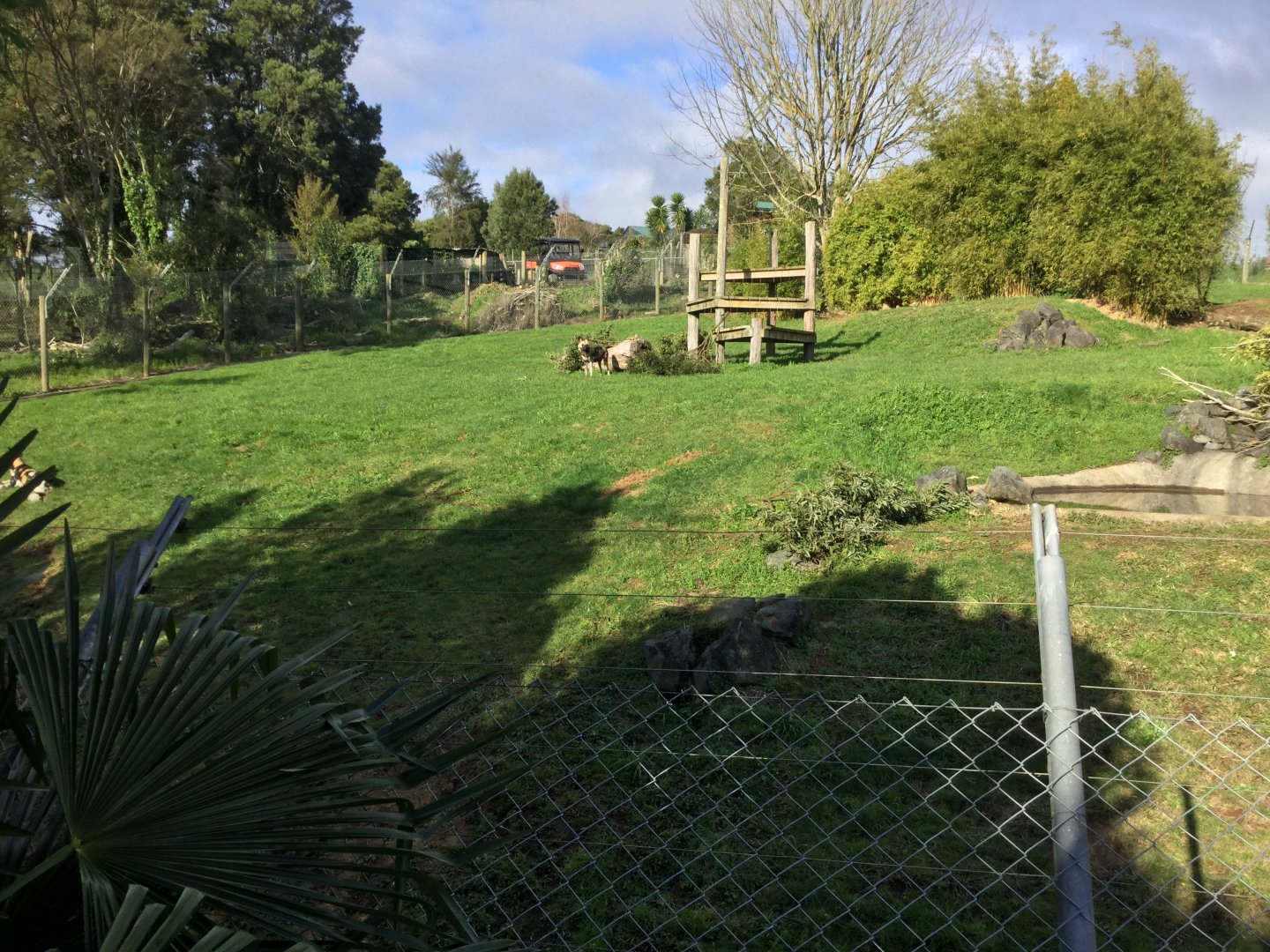 African Wild Dog Exhibit