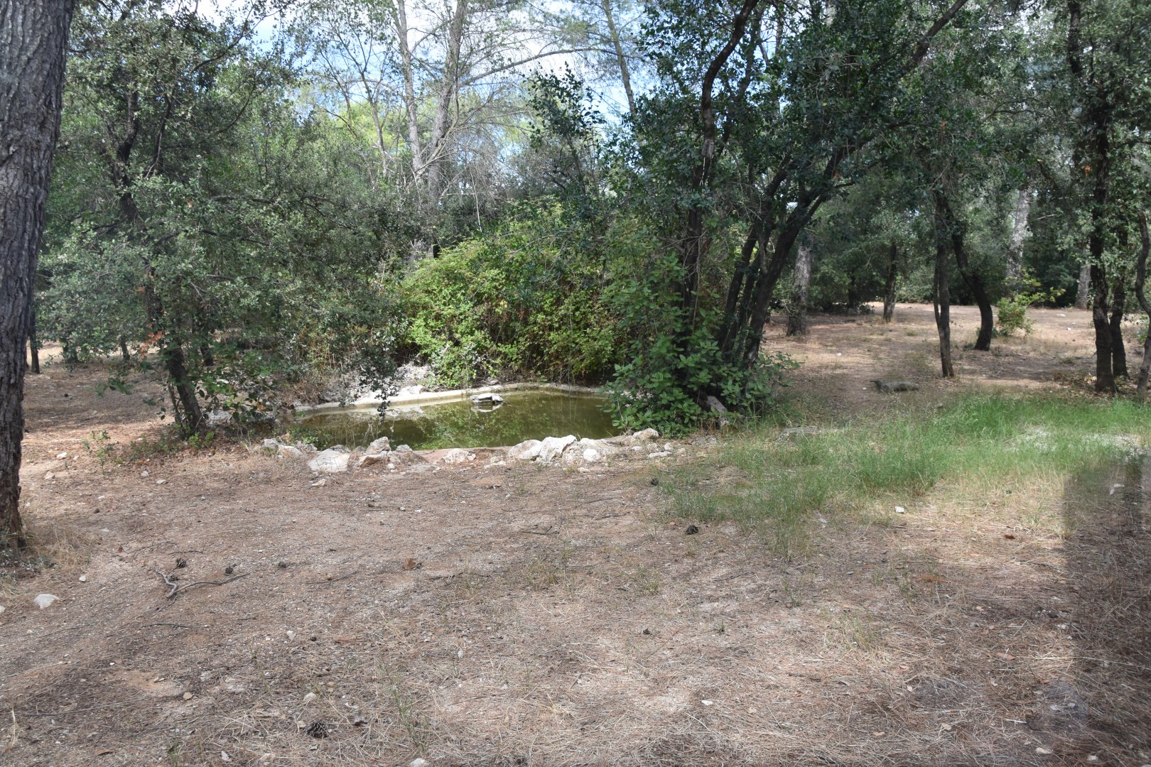 African wild dog exhibit