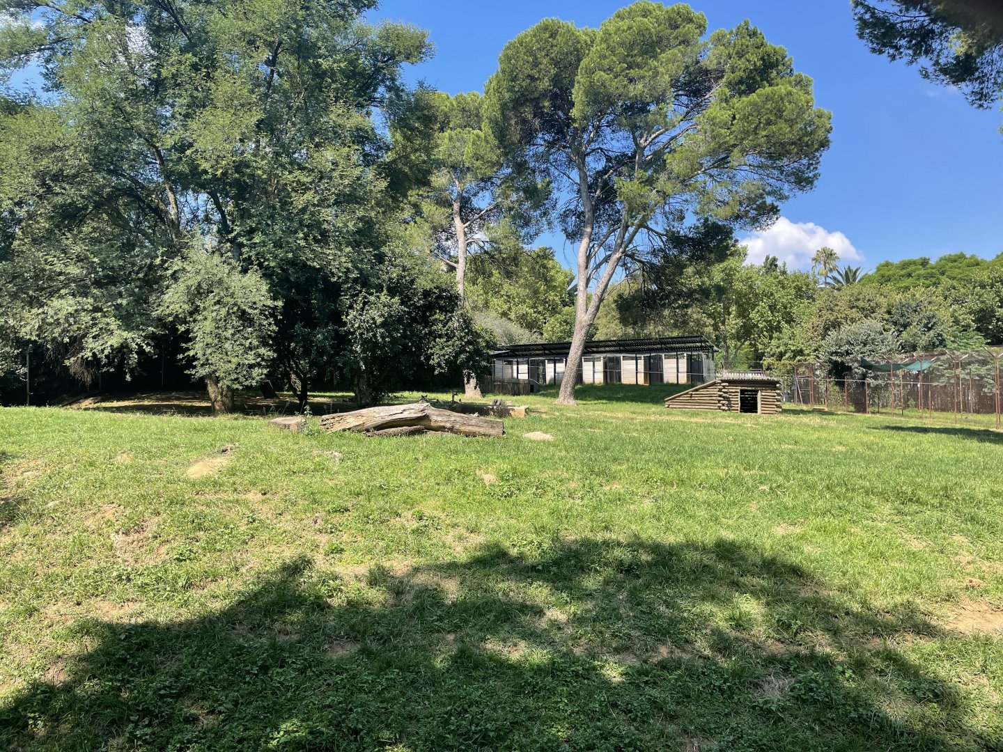 African Wild dog Exhibit