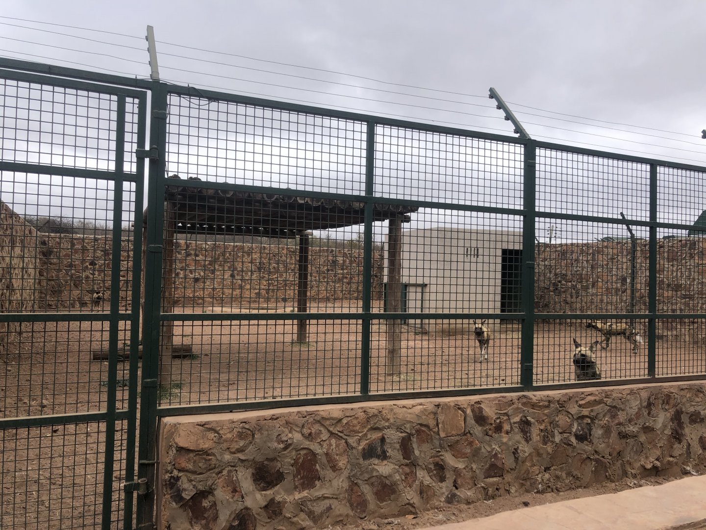 African Wild Dog Exhibit