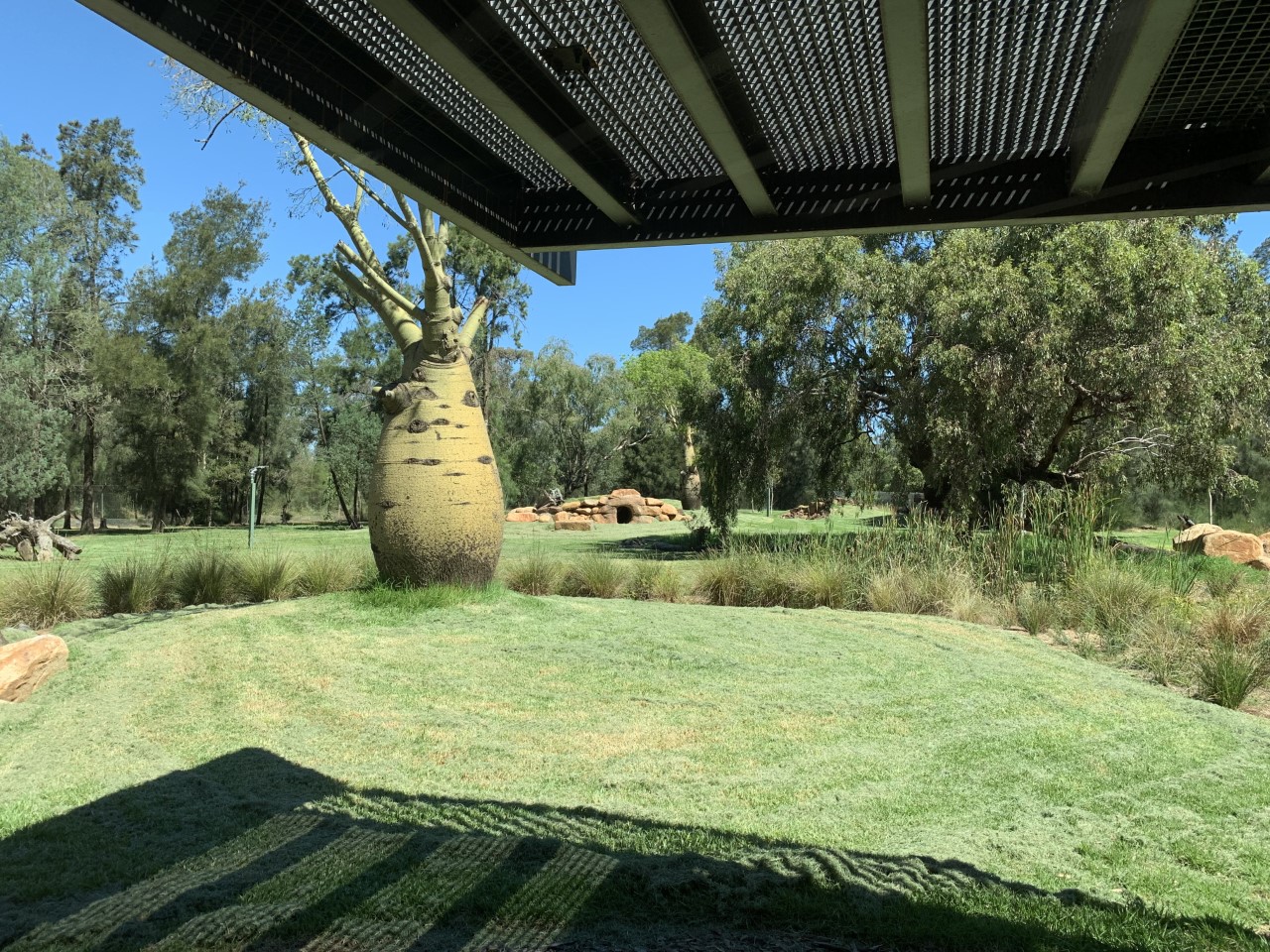 African Wild Dog Exhibit