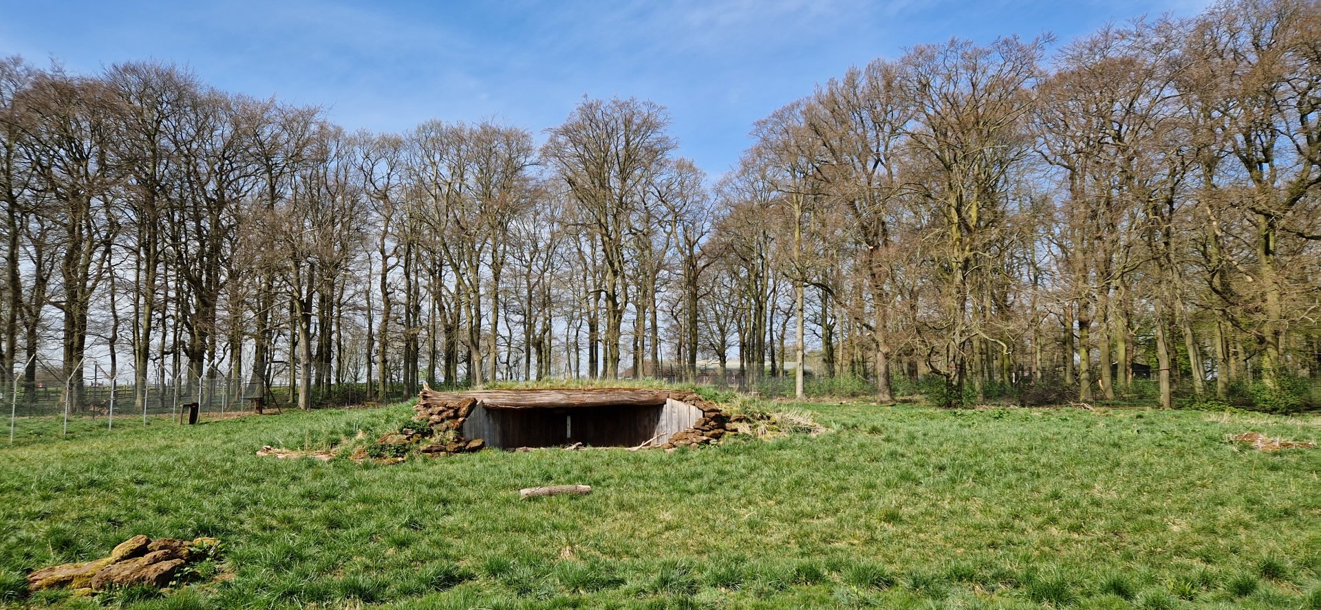 African Wild Dog exhibit