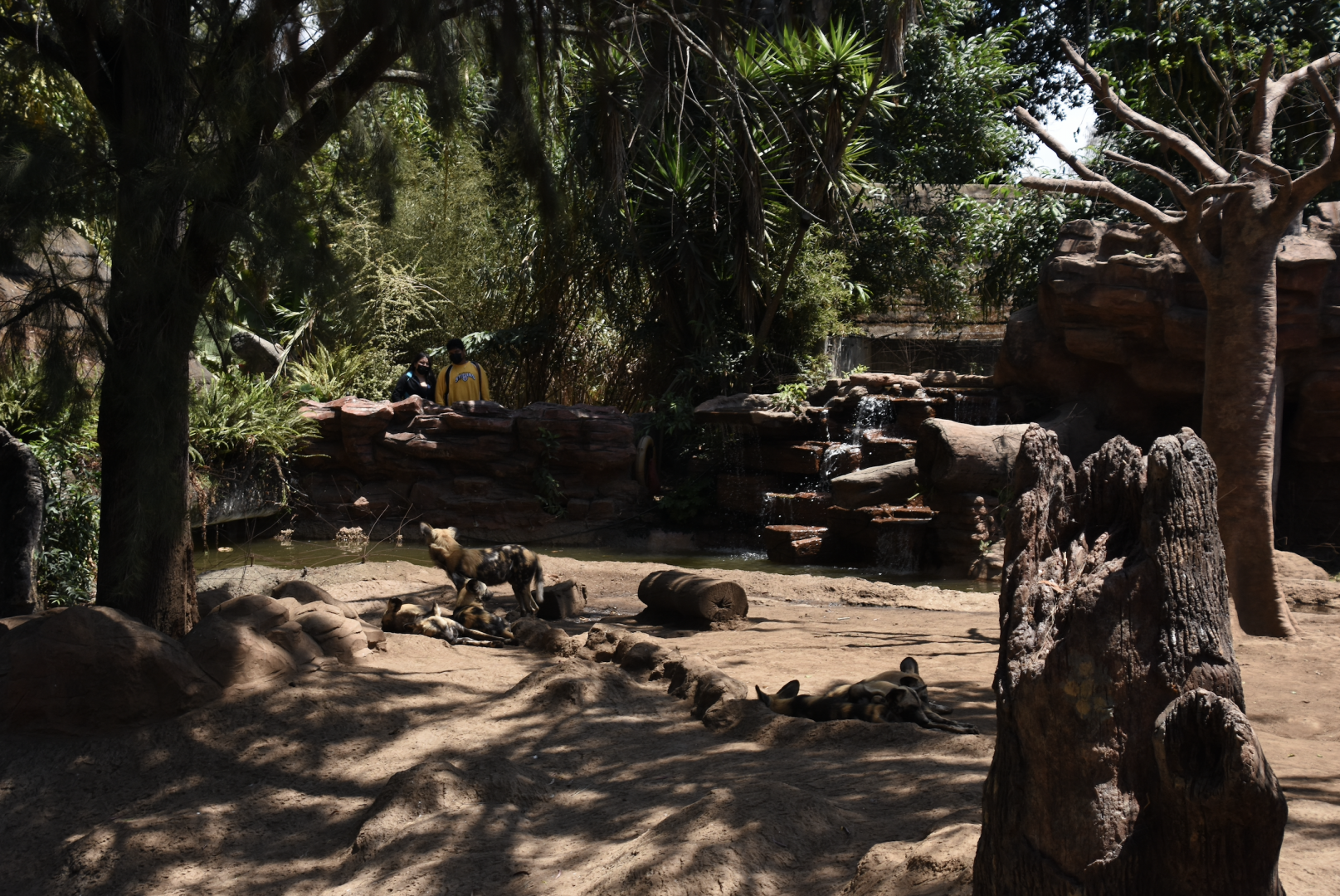 African Wild Dog exhibit