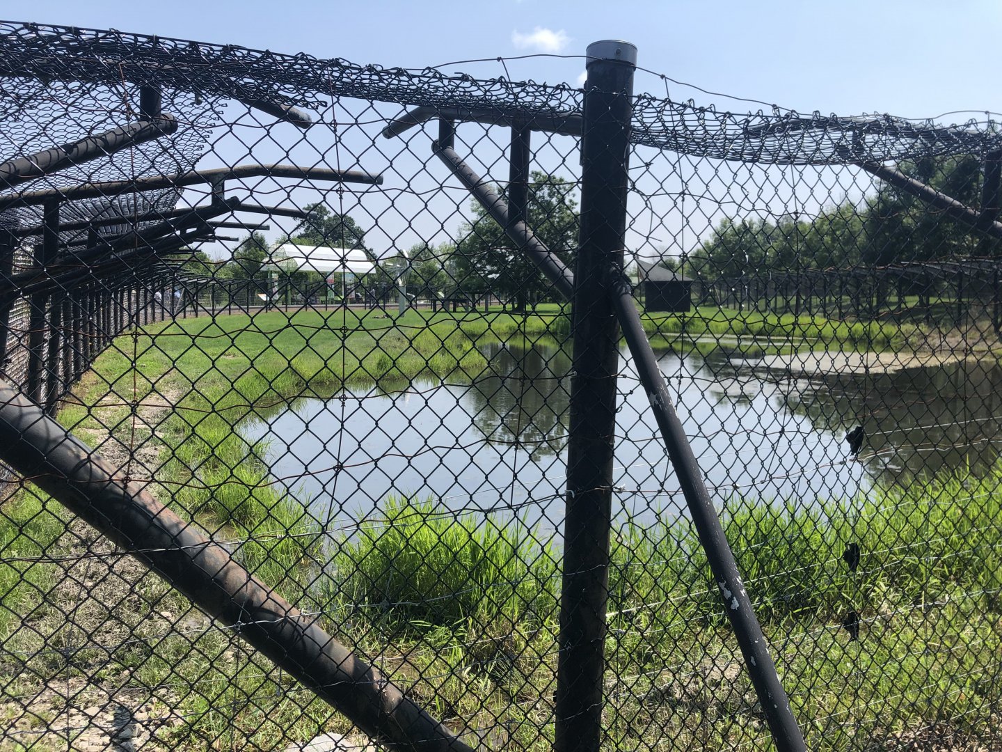 African Wild Dog Exhibit