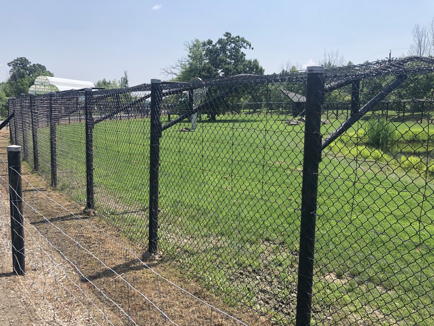 African Wild Dog Exhibit