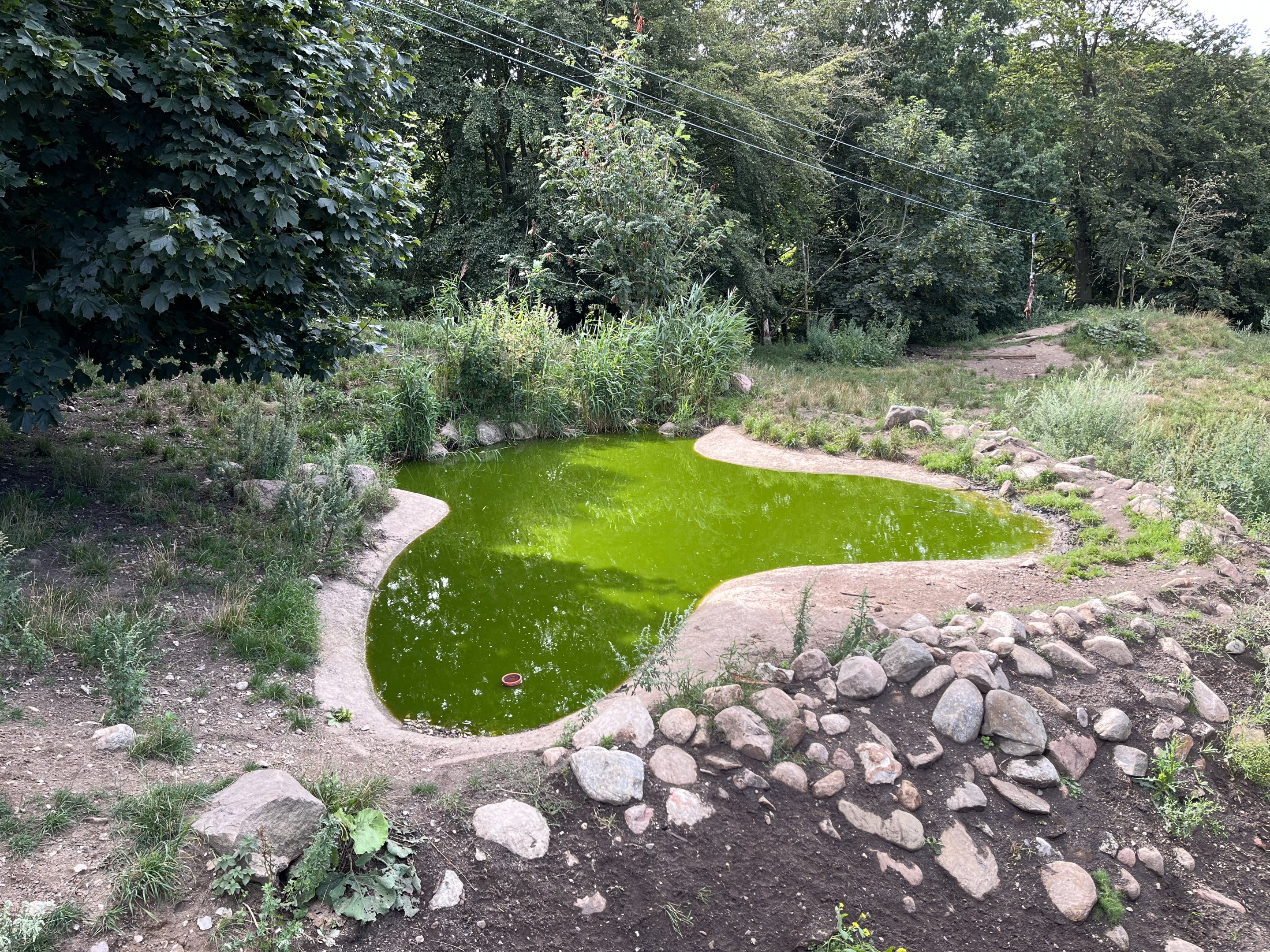 African Wild Dog Exhibit