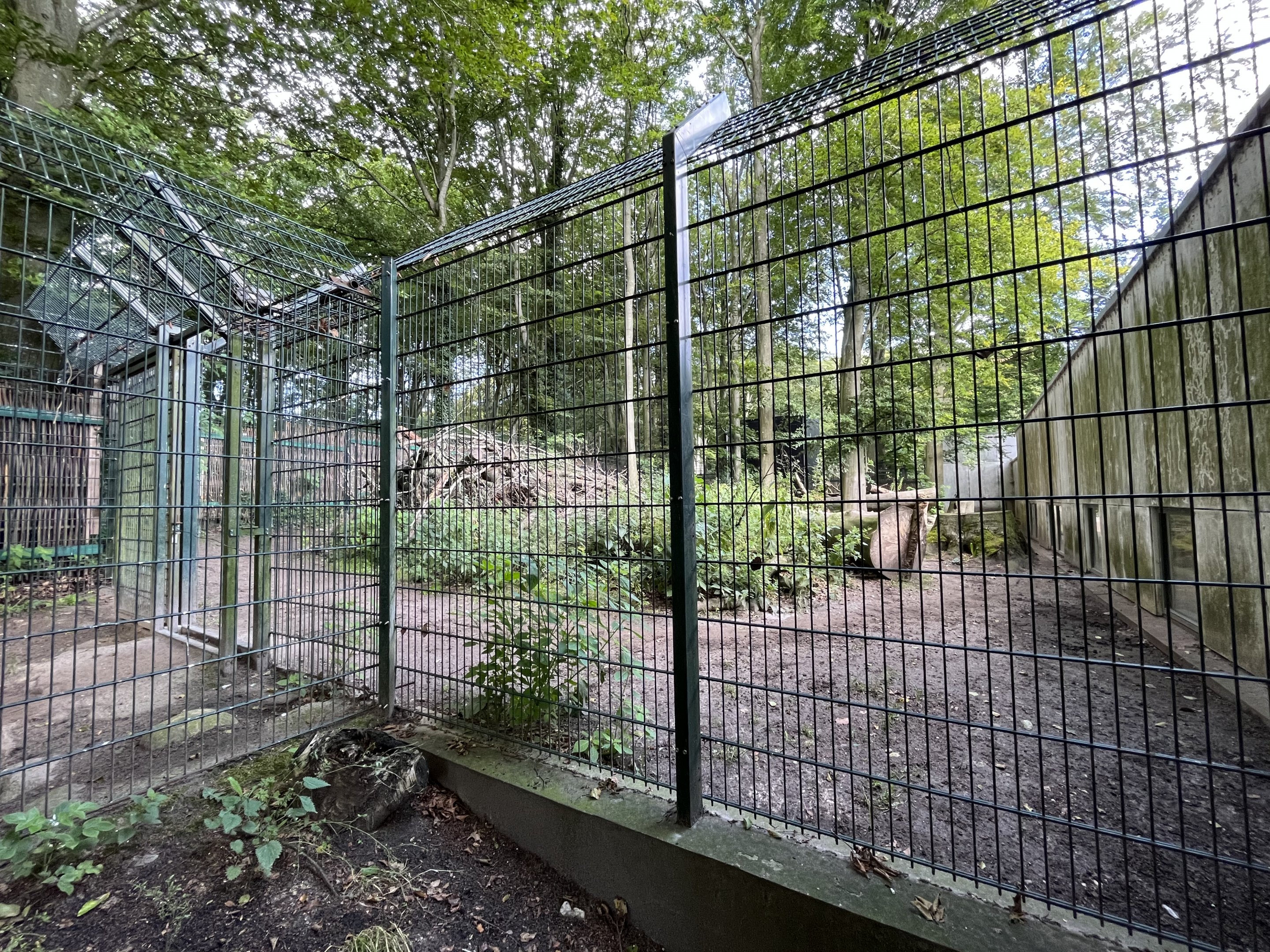 African Wild Dog Exhibit