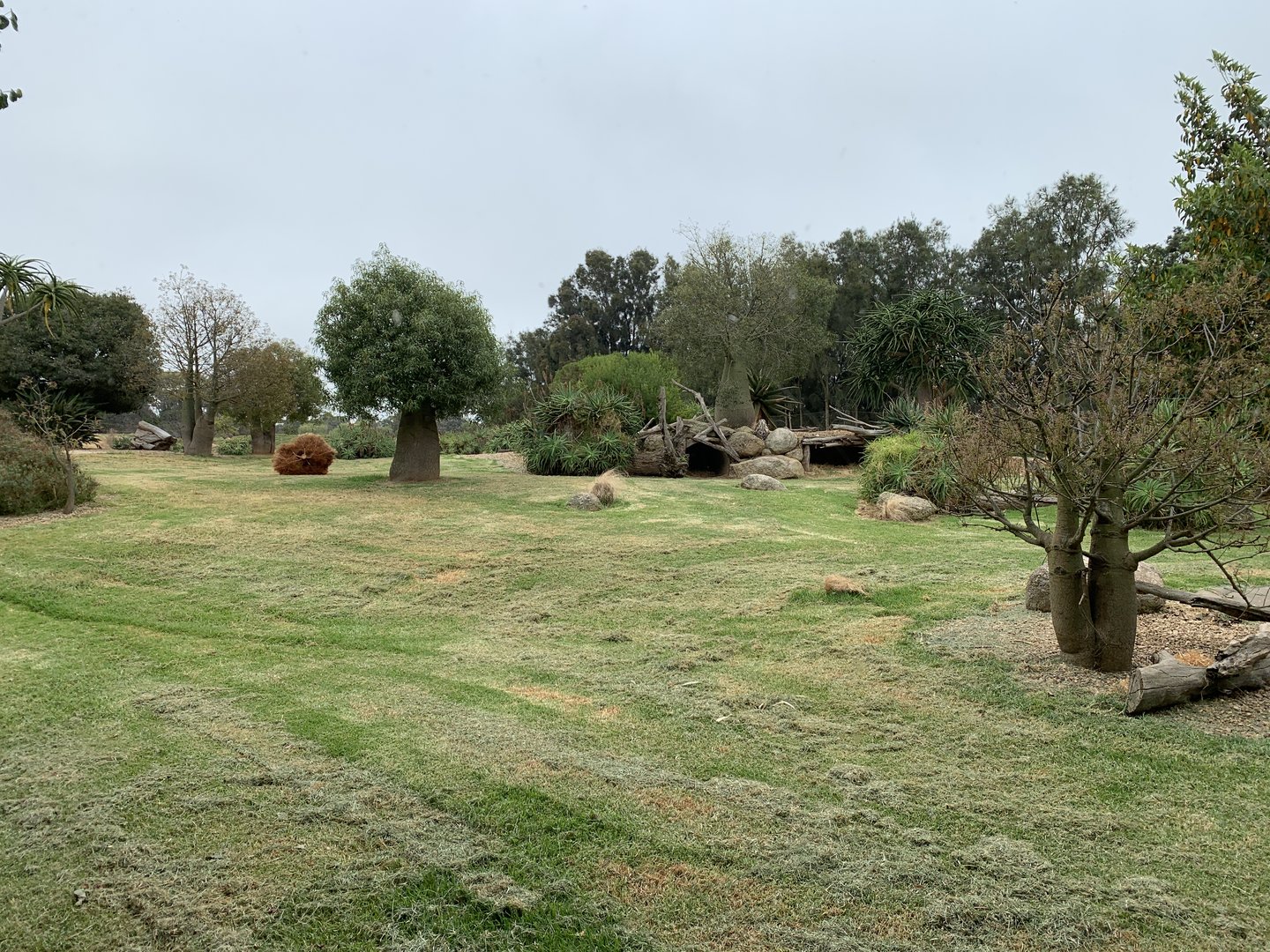 African Wild Dog Exhibit