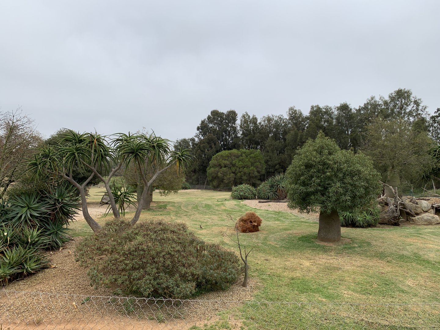 African Wild Dog Exhibit