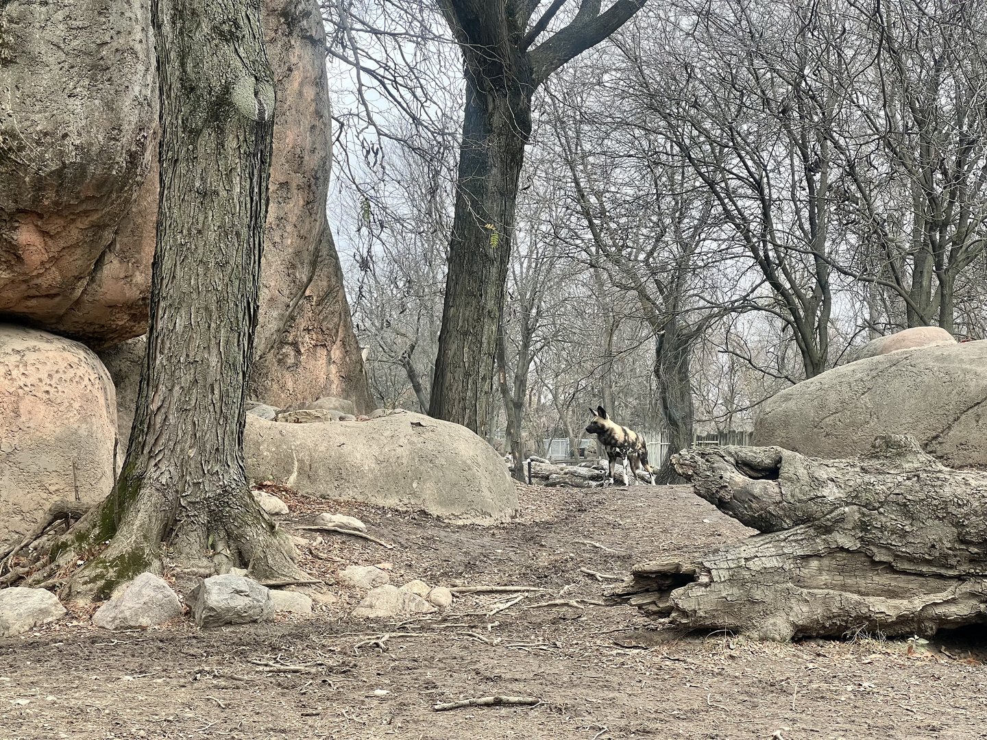 African Wild Dog Exhibit