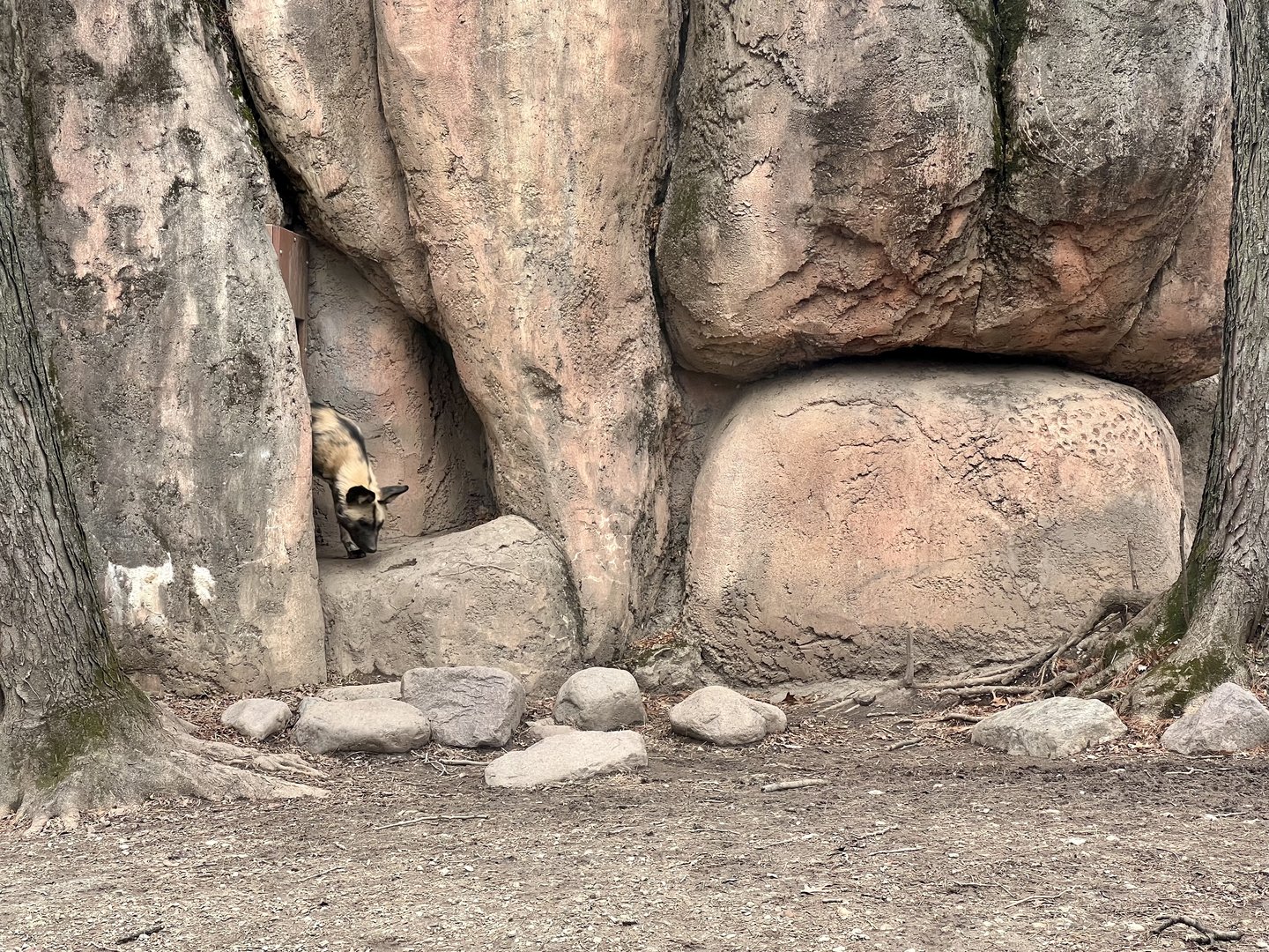 African Wild Dog Exhibit