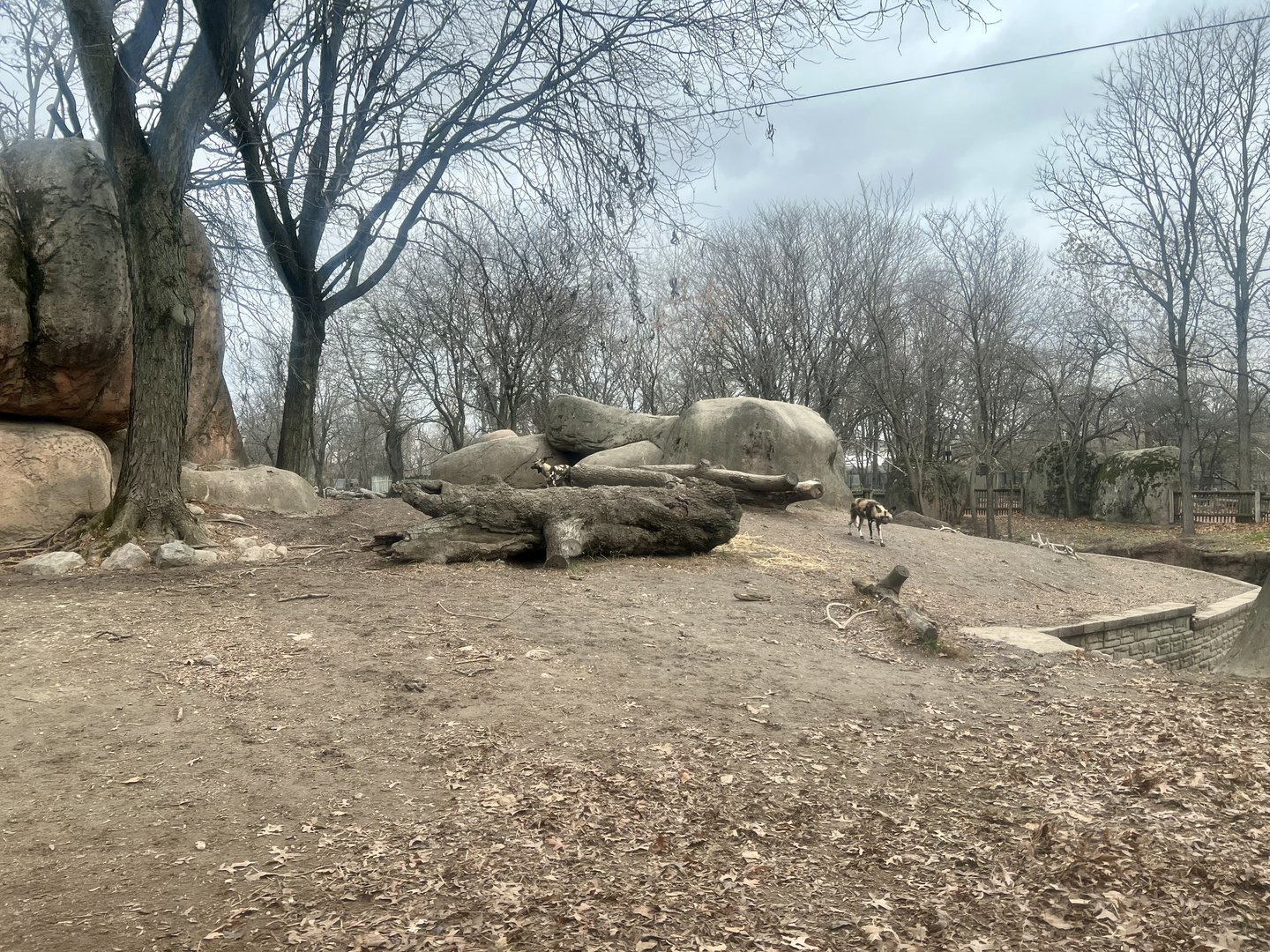 African Wild Dog Exhibit