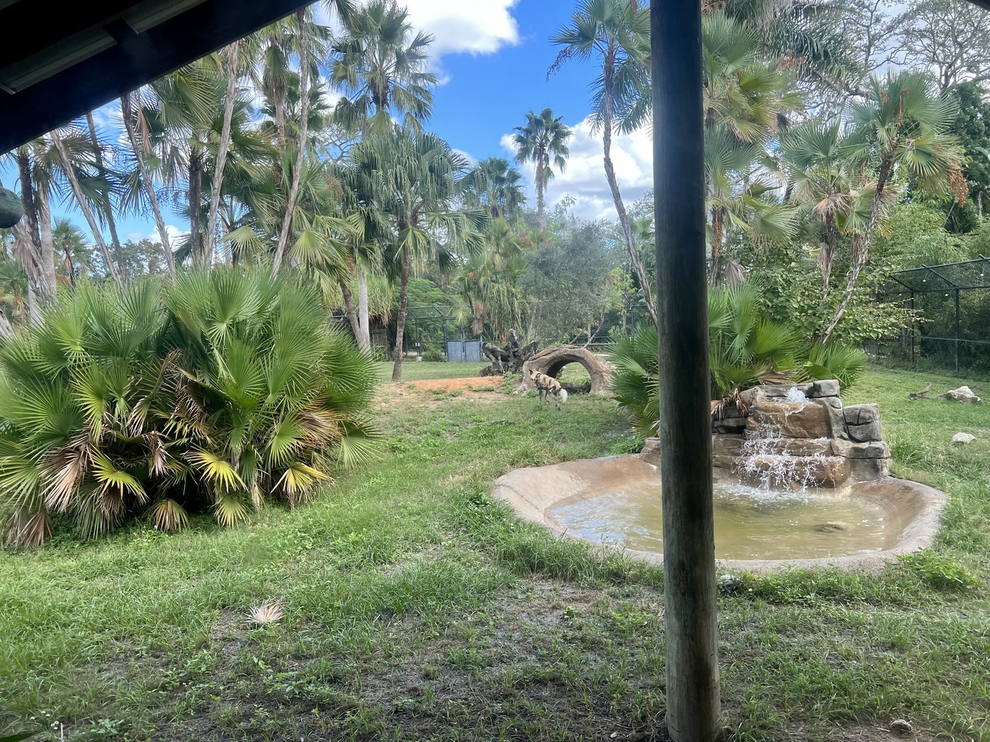 African Wild Dog Exhibit