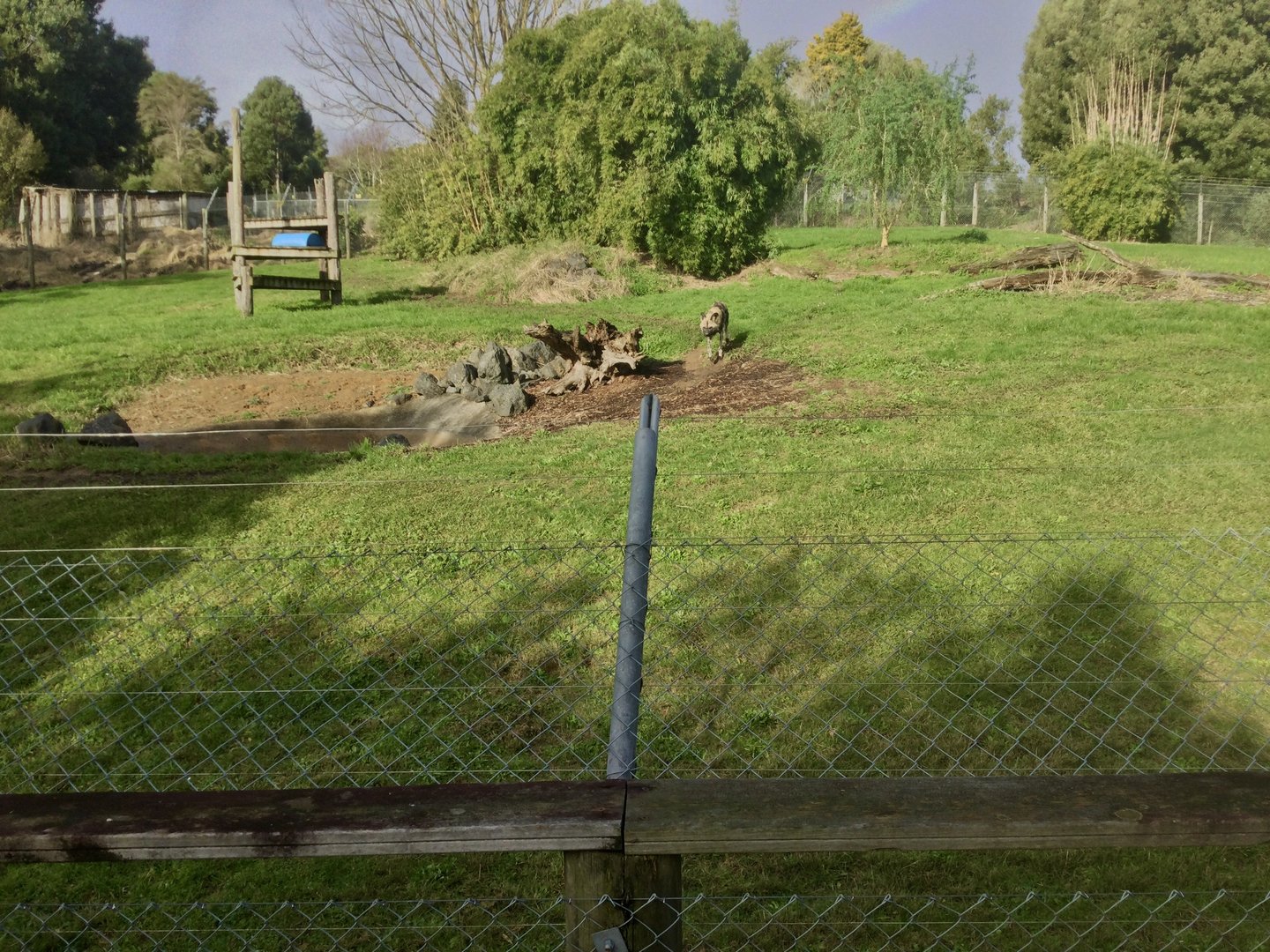 African Wild Dog Exhibit