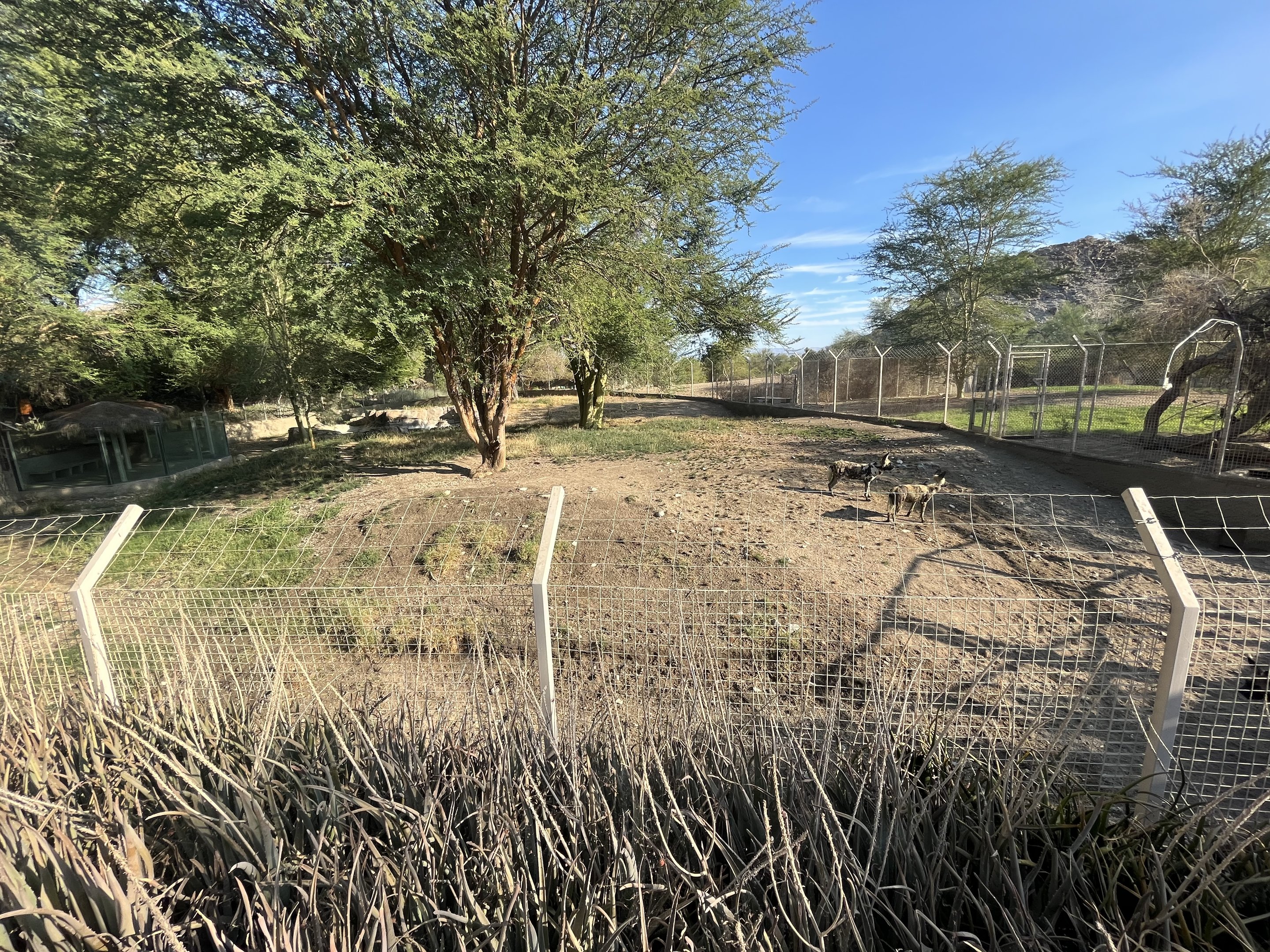 African Wild Dog Exhibit