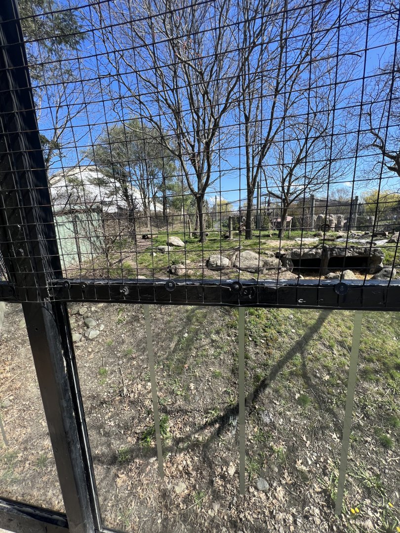 African Wild Dog Exhibit