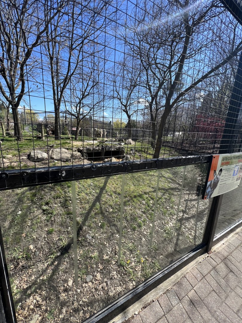 African Wild Dog Exhibit