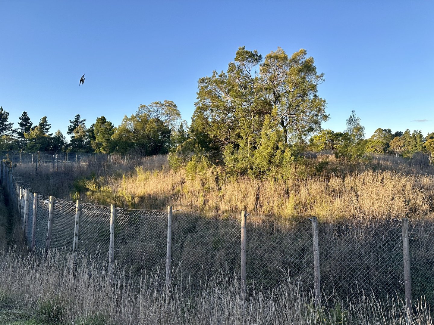 African Wild Dog Exhibit