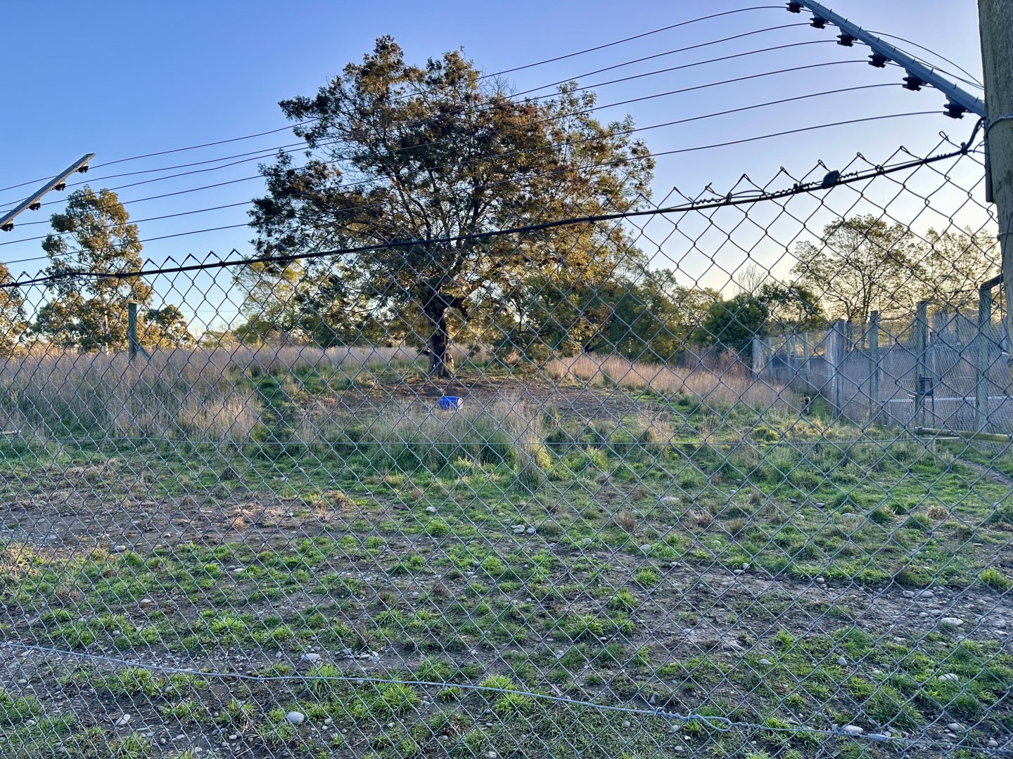 African Wild Dog Exhibit