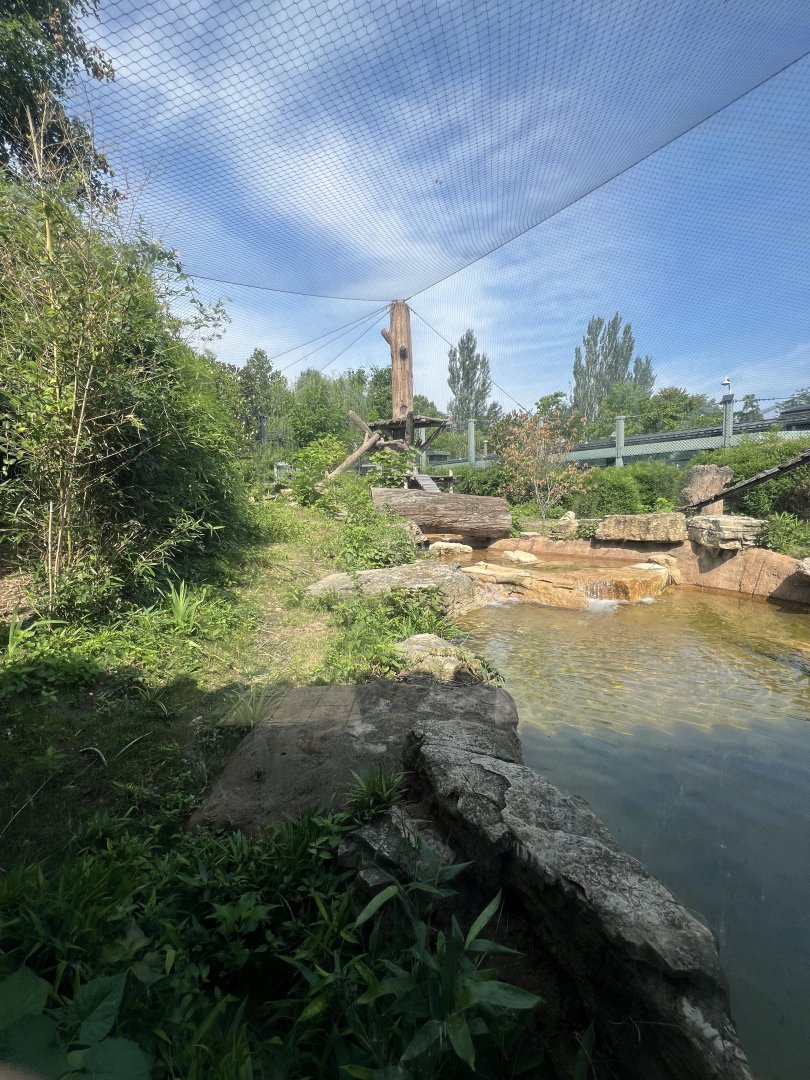 African Wild Dog Exhibit