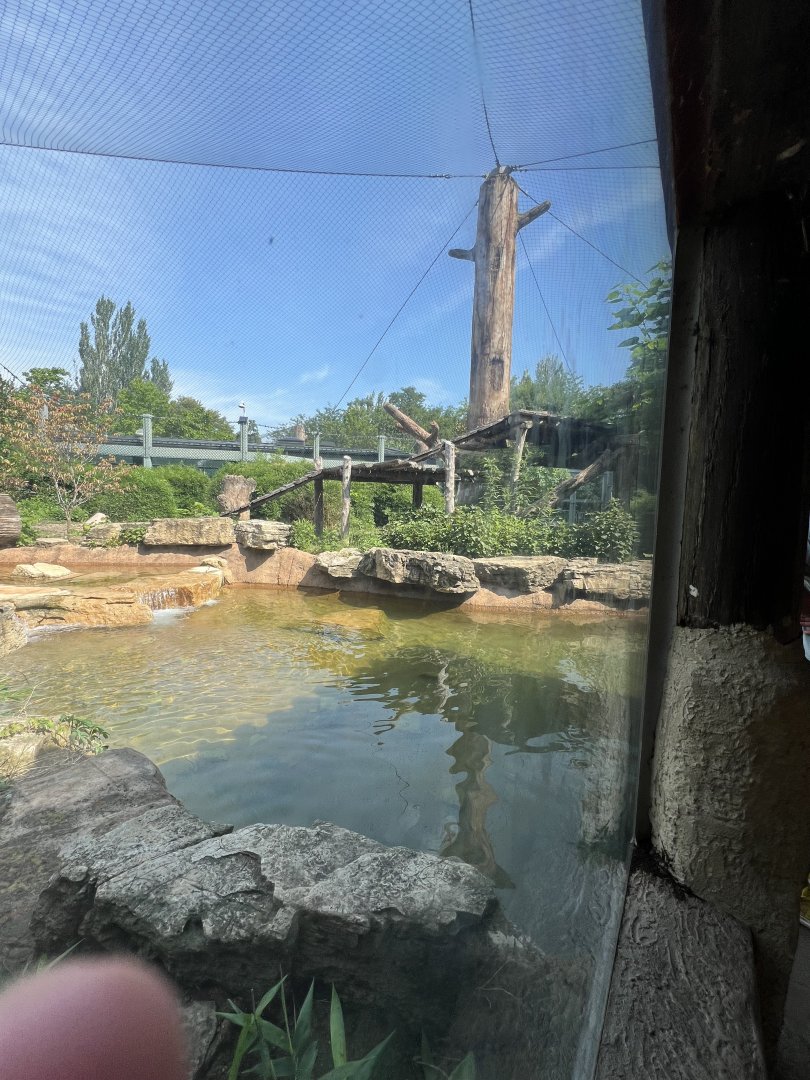 African Wild Dog Exhibit