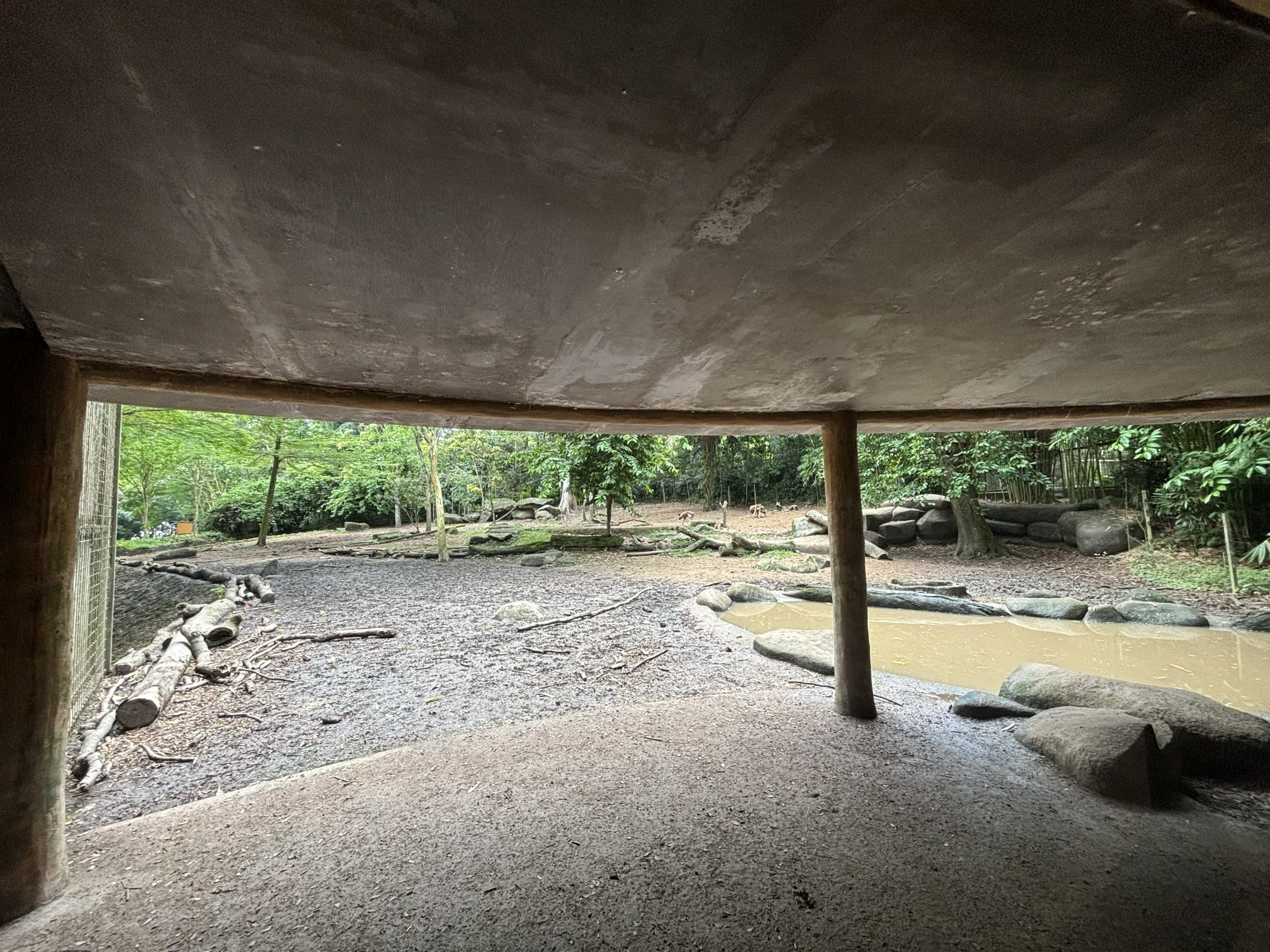 African Wild Dog Exhibit