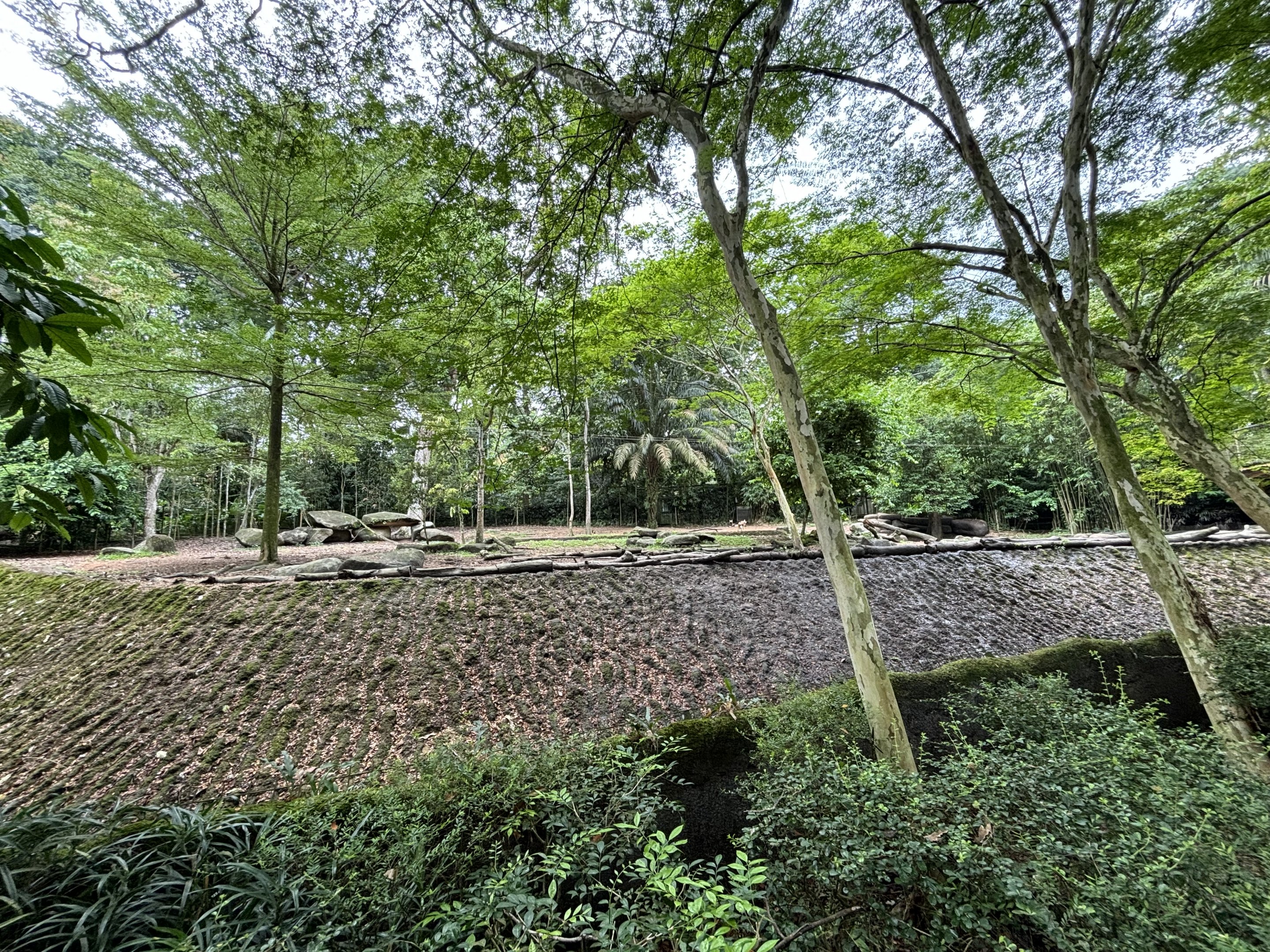 African Wild Dog Exhibit