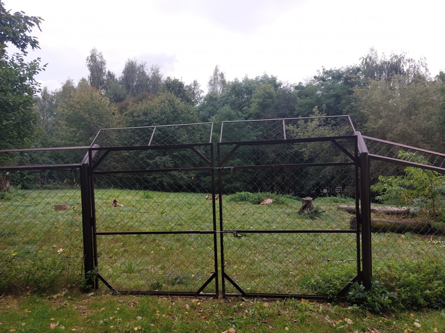 African wild dog exhibit