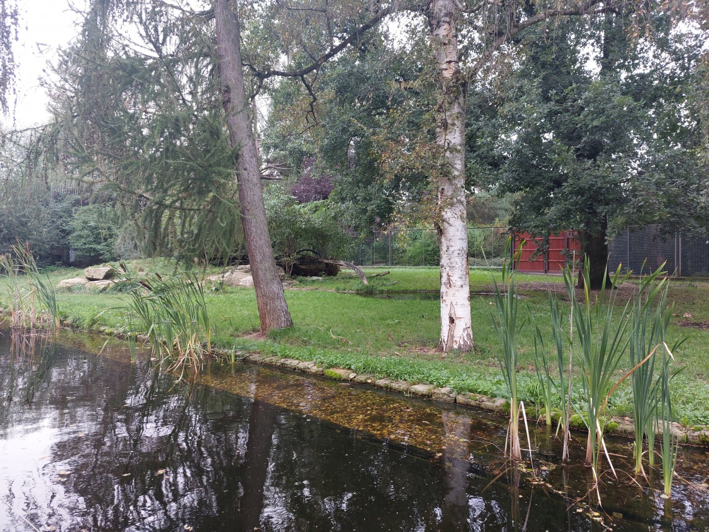 African wild dog exhibit