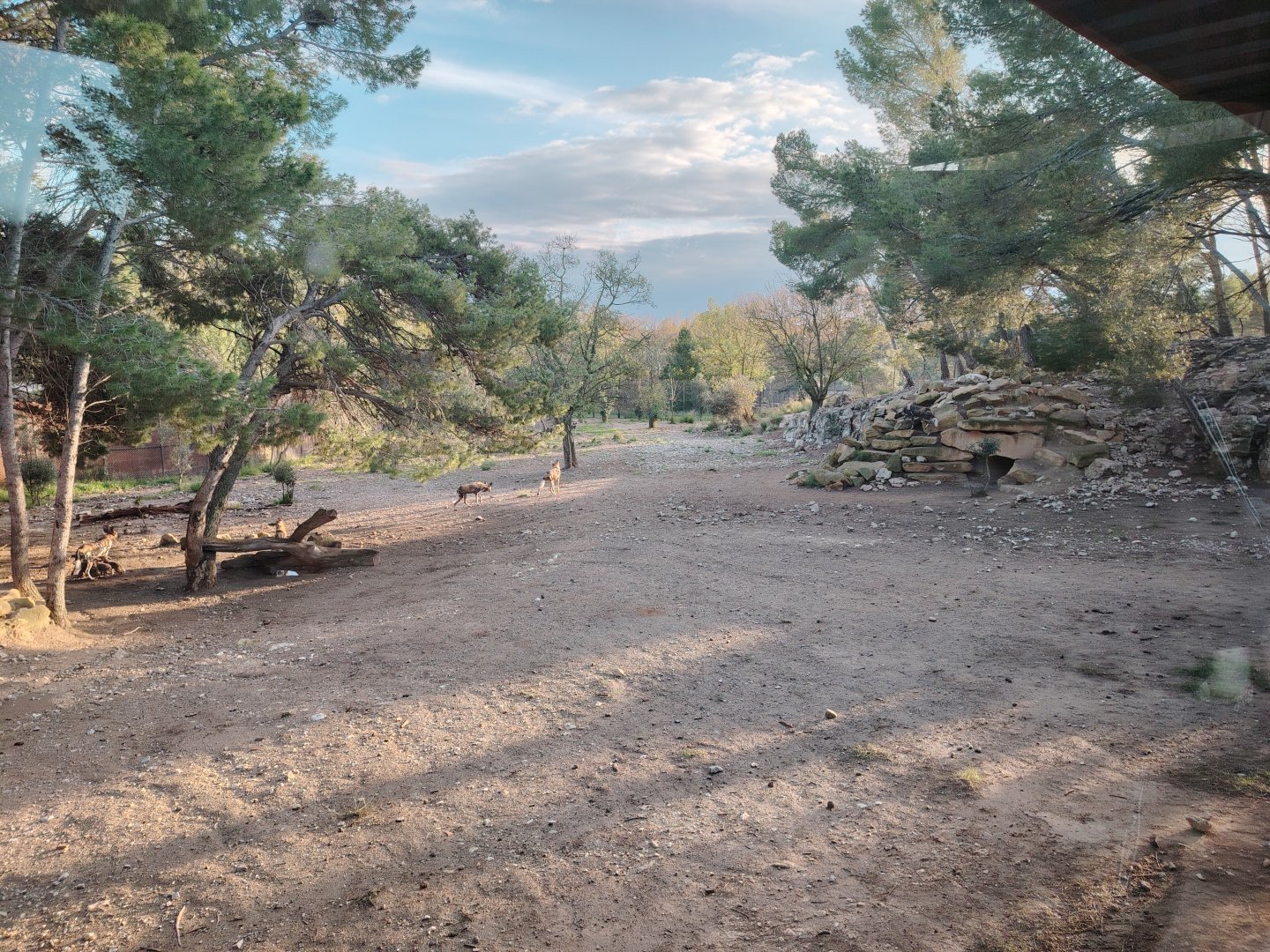 African Wild Dog Exhibit