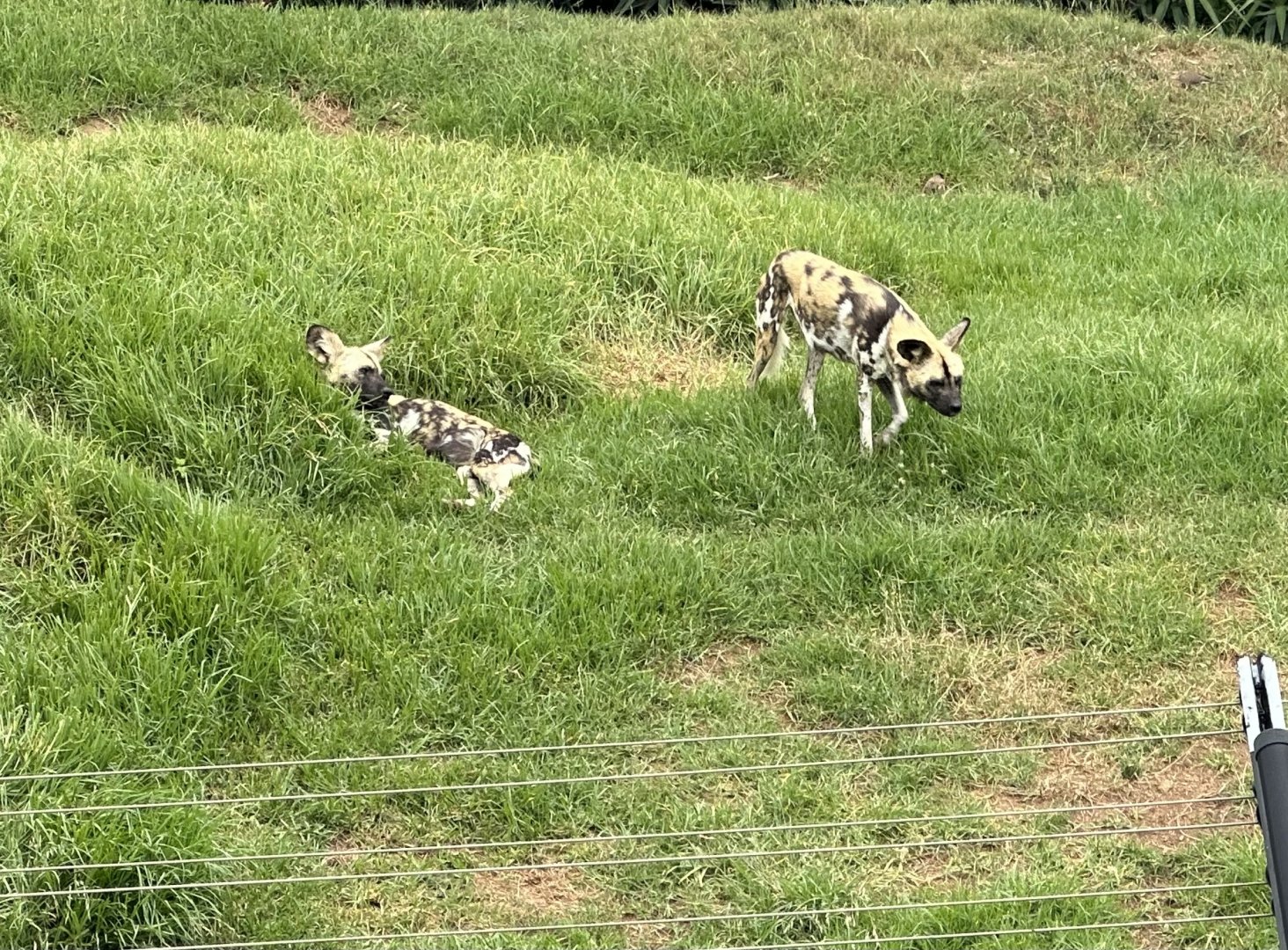 African Wild Dog Exhibit