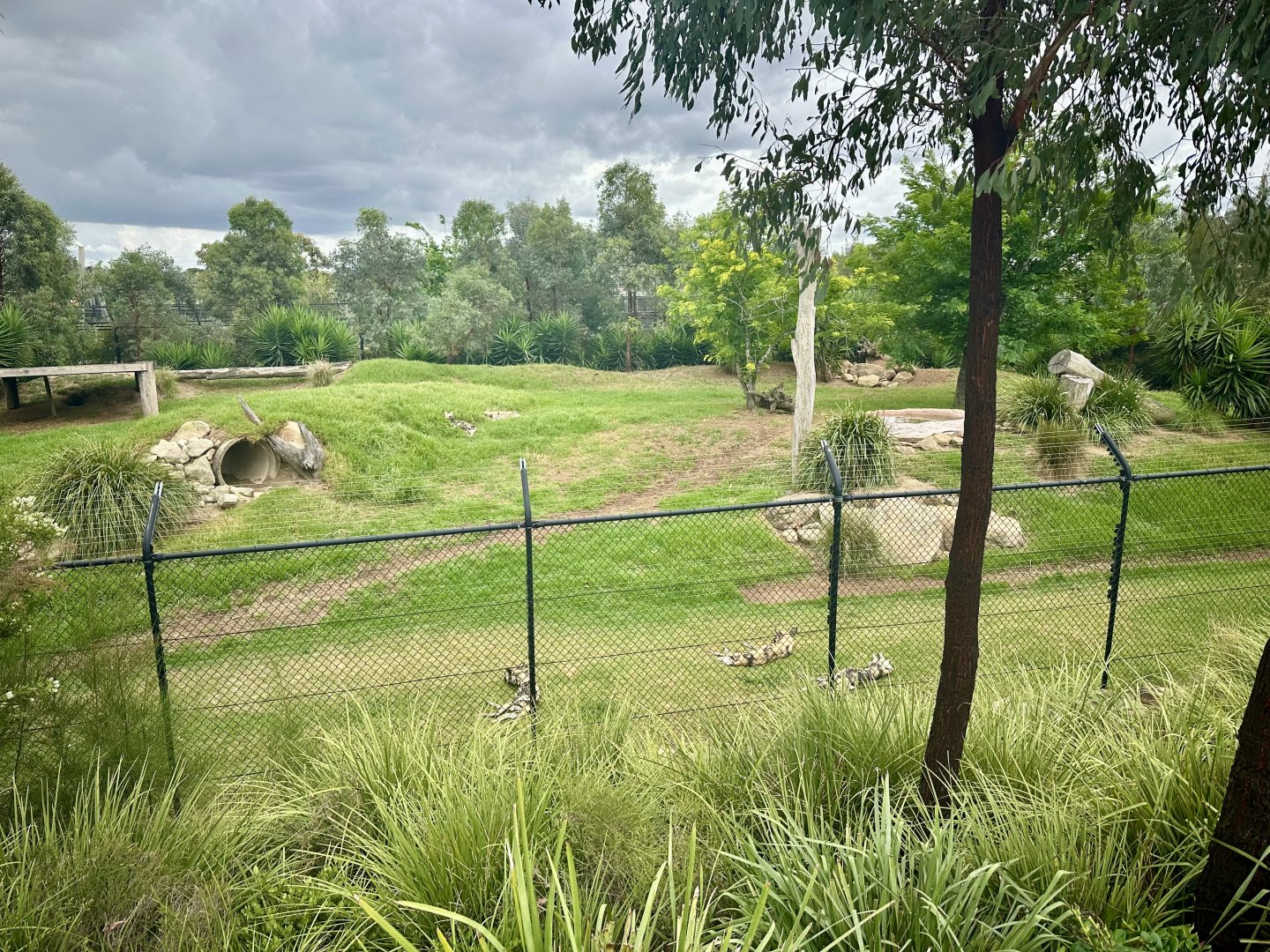 African Wild Dog Exhibit