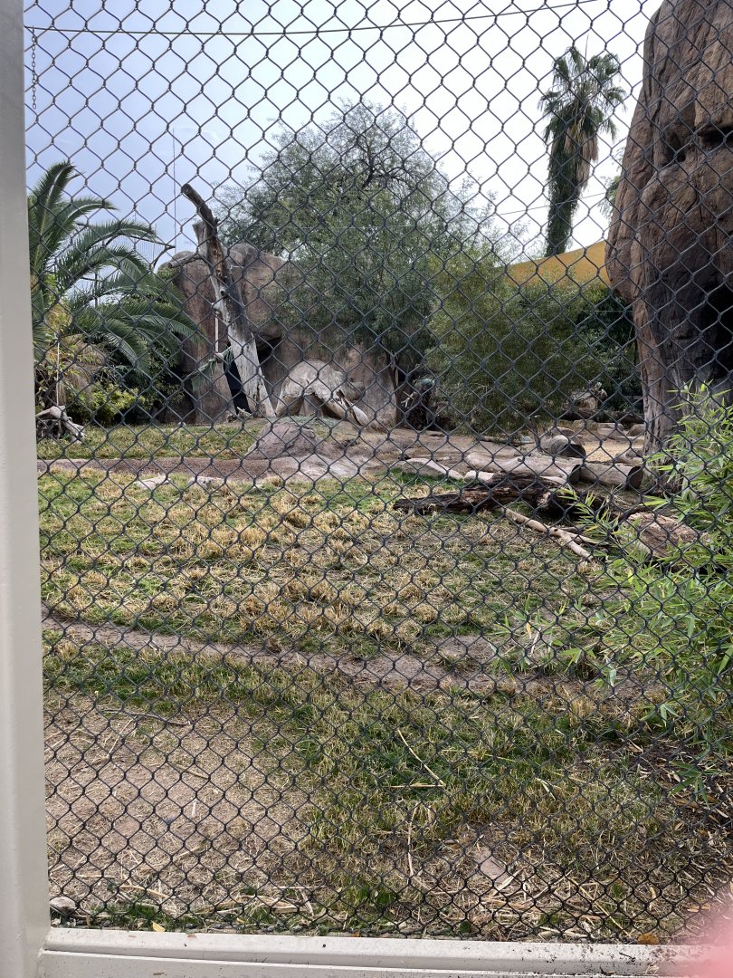 african wild dog exhibit