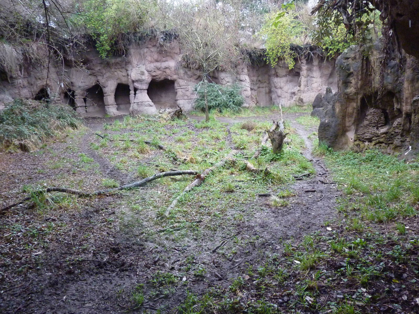 African Wild Dog Exhibit